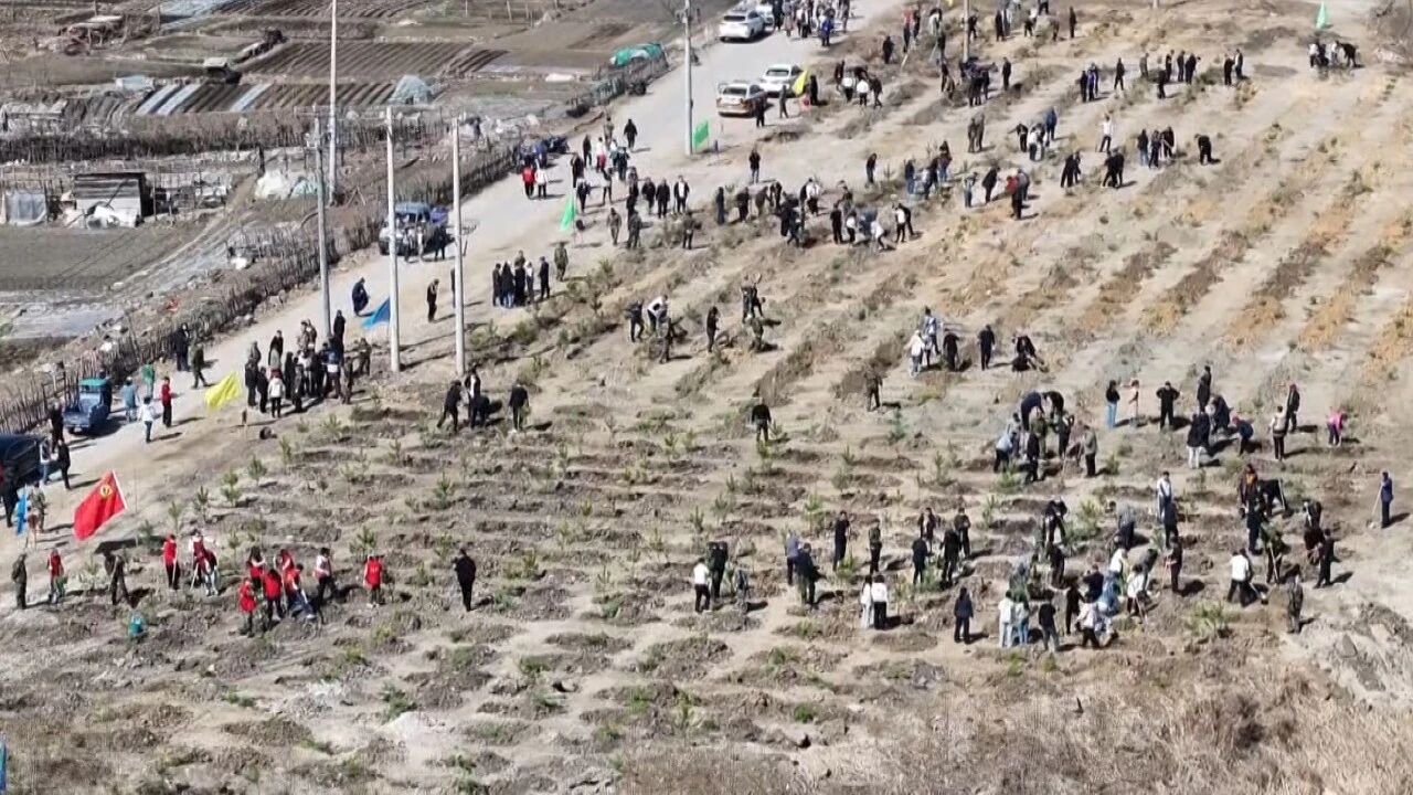 开展义务植树活动 共建美丽绿色南岔
